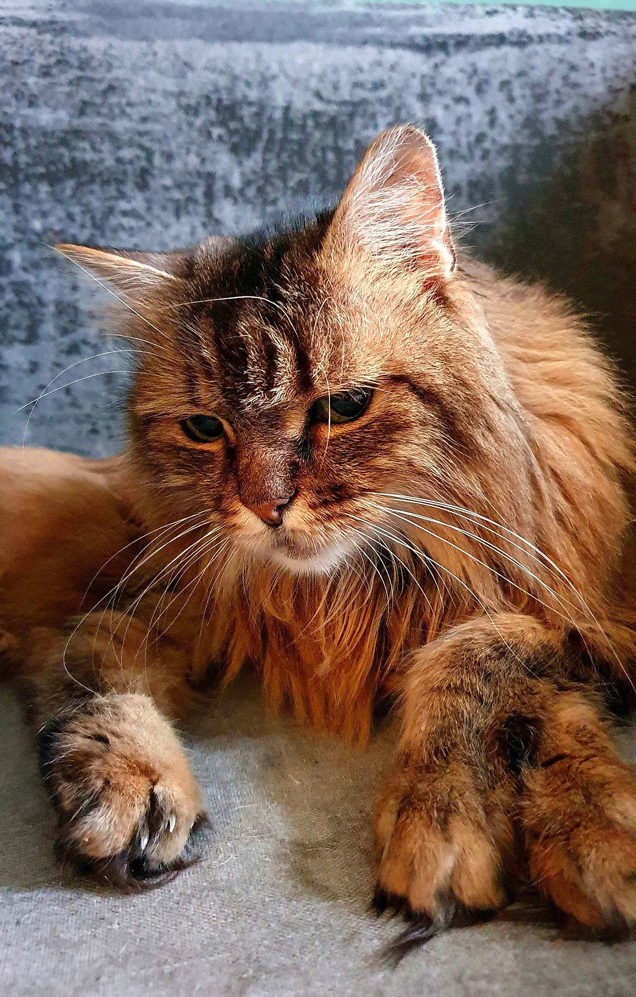 Melany a rejoint le concours — aidez-le/la à gagner de superbes lots ! carnivore, cat, claw, domestic_short_haired_cat, fawn, felidae, fur, grass, liver, maine_coon, paw, sand, siberian, sitting, small_to_medium_sized_cats, snout, terrestrial_animal, whiskers, wildlife, wood