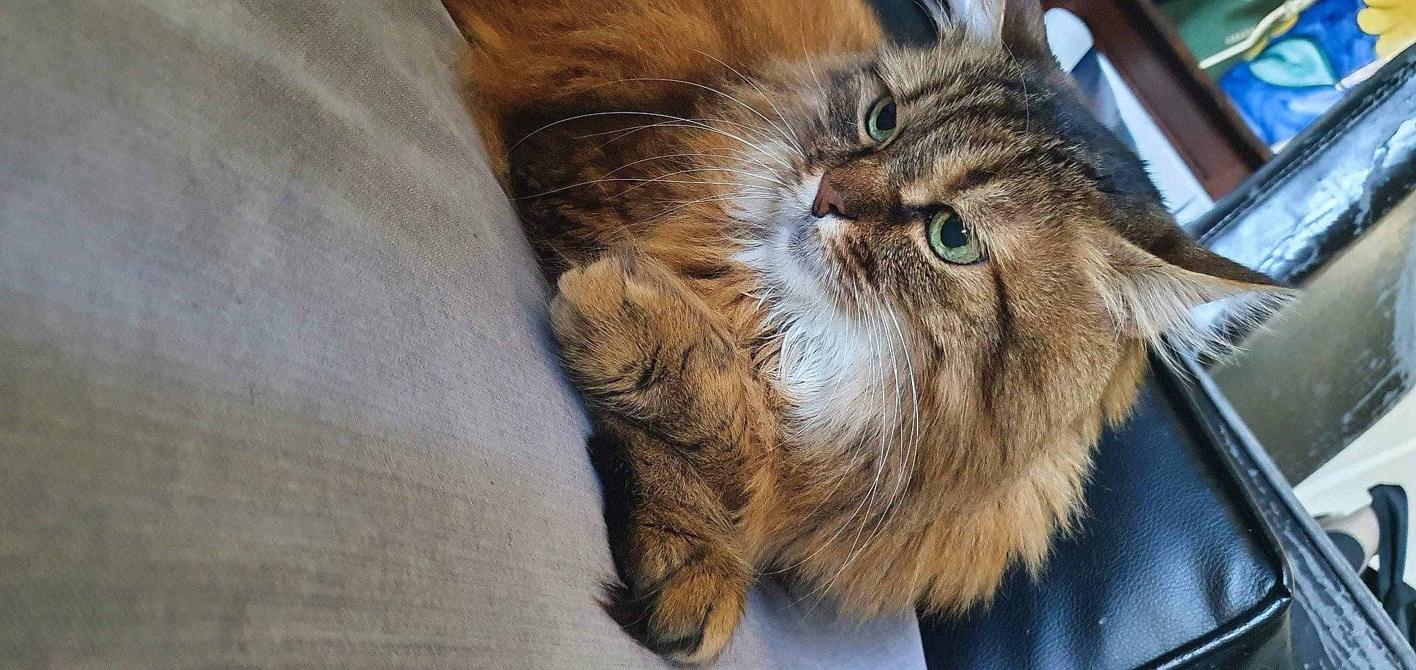 Melany participe au concours pour gagner de l'argent avec cette photo : carnivore, cat, claw, comfort, domestic_short_haired_cat, fawn, felidae, fur, liver, small_to_medium_sized_cats, snout, terrestrial_animal, whiskers, wood