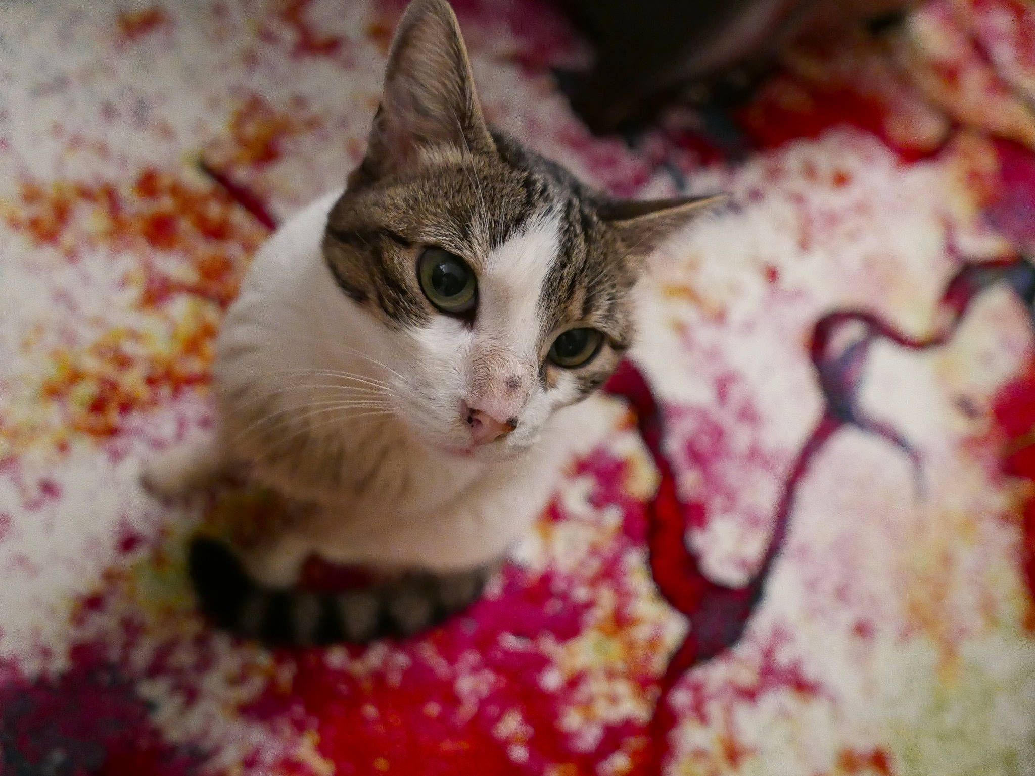 Clochette participe au concours pour gagner de l'argent avec cette photo : carnivore, cat, claw, domestic_short_haired_cat, eye, fawn, felidae, fur, grass, magenta, paw, plant, small_to_medium_sized_cats, snout, tail, terrestrial_animal, tree, whiskers, wildlife, wood