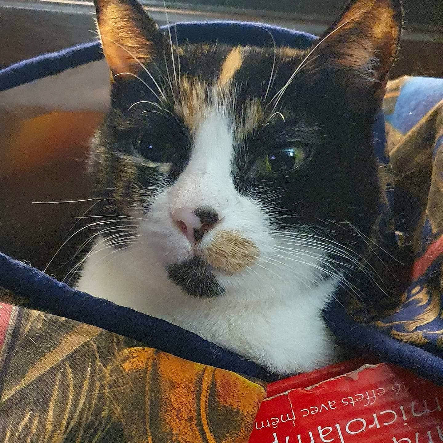 B'Ella participe au concours pour gagner de l'argent avec cette photo : book, carnivore, cat, domestic_short_haired_cat, eye, felidae, fur, hair, head, iris, publication, rectangle, sitting, small_to_medium_sized_cats, snout, square, tail, whiskers, window, windshield