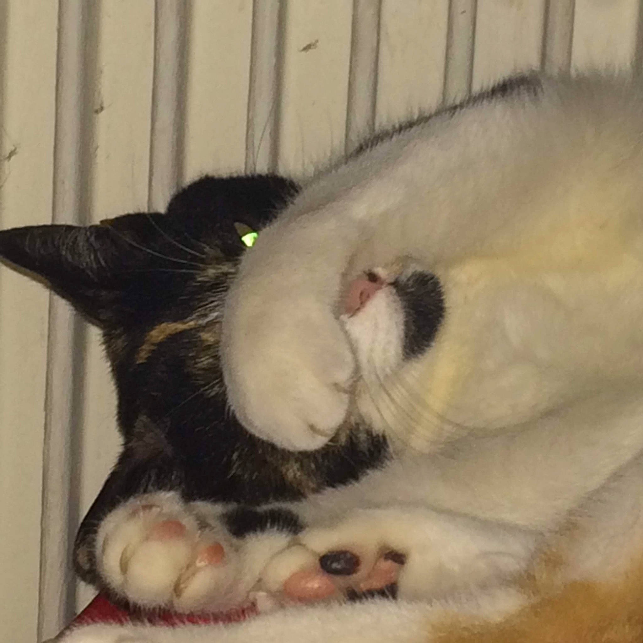 B'Ella a rejoint le concours — aidez-le/la à gagner de superbes lots ! canidae, carnivore, cat, comfort, dog_breed, domestic_short_haired_cat, eye, fang, fawn, felidae, foot, fur, jaw, nap, paw, small_to_medium_sized_cats, snout, tail, terrestrial_animal, whiskers