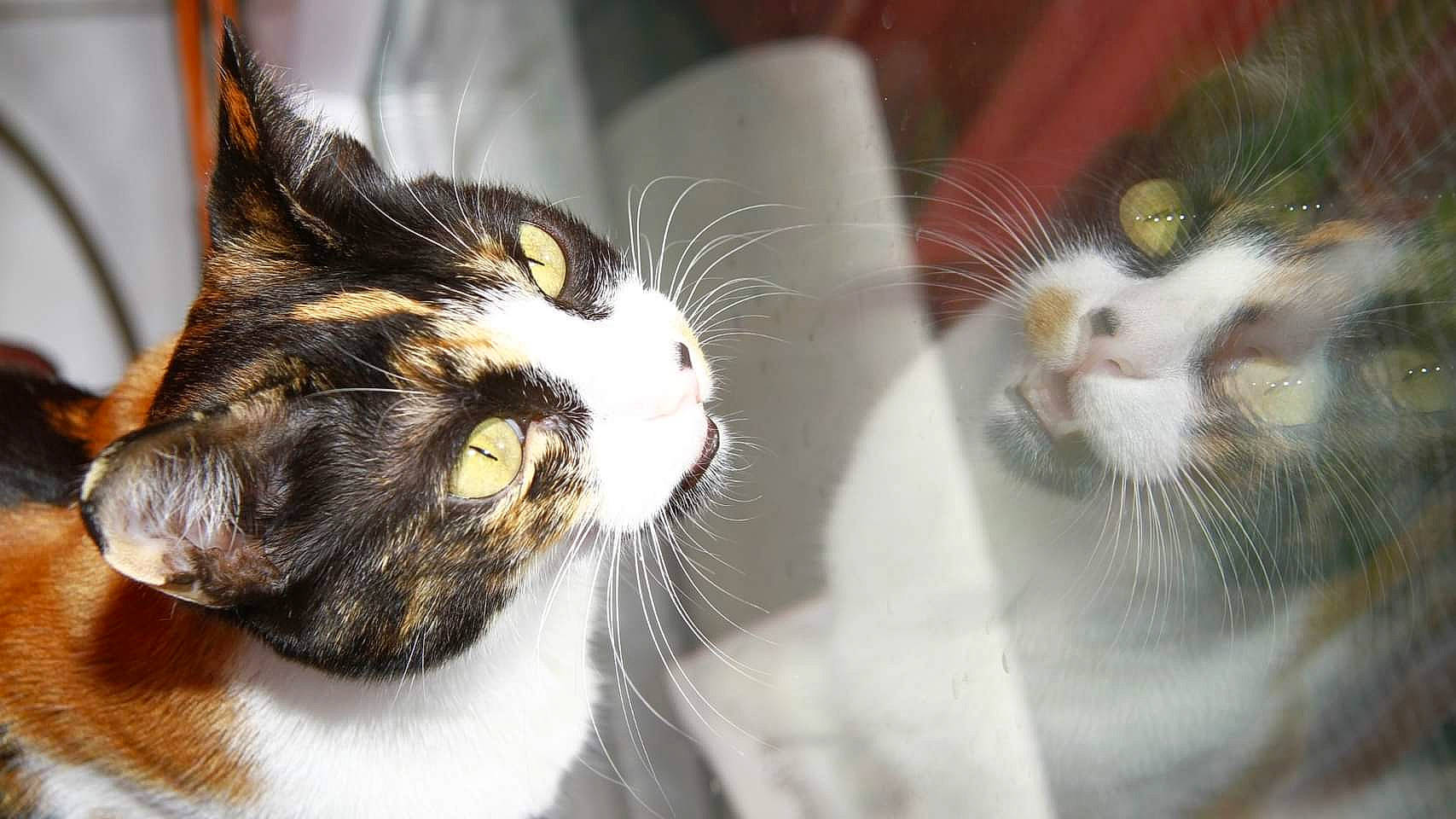 B'Ella a rejoint le concours — aidez-le/la à gagner de superbes lots ! carnivore, cat, claw, domestic_short_haired_cat, ear, eye, felidae, fur, head, human_body, iris, nose, paw, small_to_medium_sized_cats, snout, tail, whiskers, window