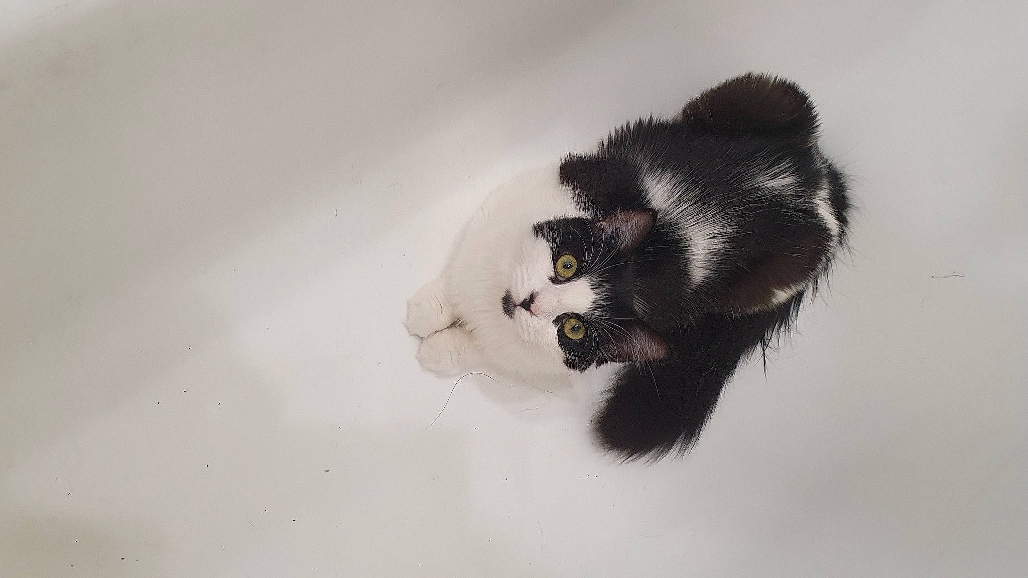 Diana a rejoint le concours — aidez-le/la à gagner de superbes lots ! art, canidae, carnivore, cat, claw, dog_breed, domestic_short_haired_cat, eyelash, felidae, fur, glove, paw, small_to_medium_sized_cats, snout, sporting_group, tail, terrestrial_animal, toy, whiskers, window