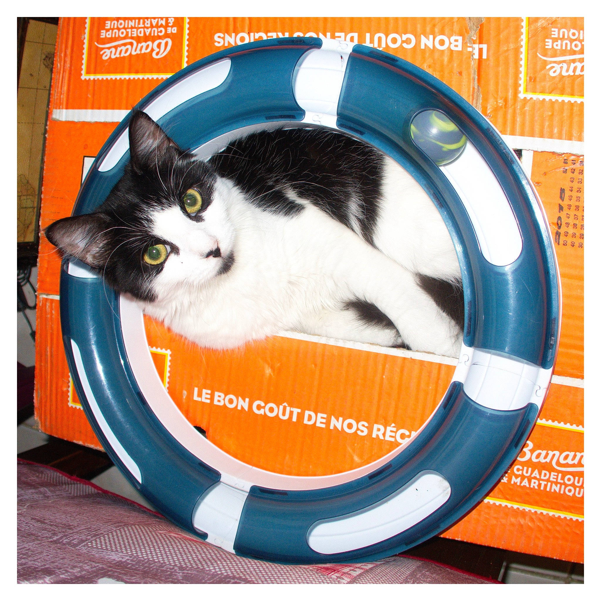 Diana participe au concours pour gagner de l'argent avec cette photo : advertising, automotive_tire, box, carnivore, cat, circle, comfort, electric_blue, electronic_device, felidae, font, formal_wear, mammal, pet_supply, photo_caption, recreation, rim, small_to_medium_sized_cats, vertebrate, whiskers