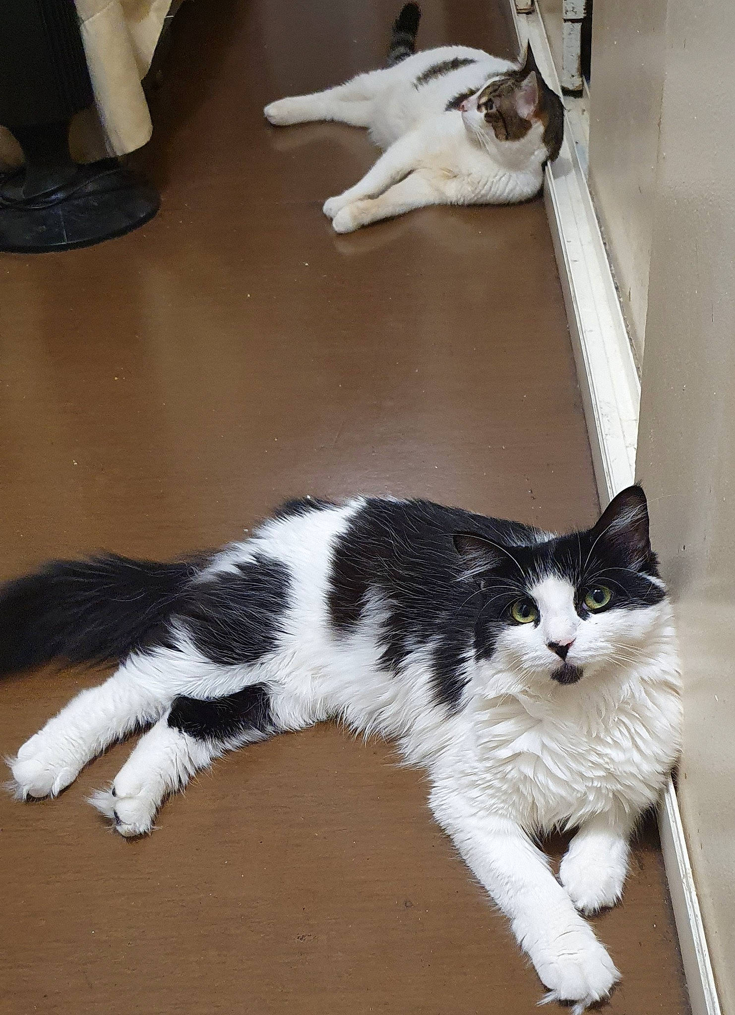 Diana a rejoint le concours — aidez-le/la à gagner de superbes lots ! carnivore, cat, claw, comfort, domestic_short_haired_cat, felidae, floor, flooring, foot, fur, hardwood, human_leg, mammal, paw, small_to_medium_sized_cats, snout, tail, terrestrial_animal, whiskers, wood