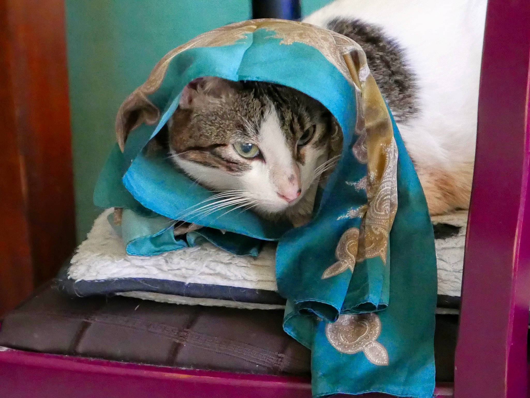 Clochette participe au concours pour gagner de l'argent avec cette photo : bag, carnivore, cat, cat_bed, cat_supply, comfort, domestic_short_haired_cat, electric_blue, fashion_accessory, fawn, felidae, fur, hat, linens, luggage_and_bags, room, sitting, small_to_medium_sized_cats, thread, whiskers