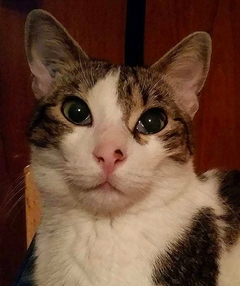 Clochette a rejoint le concours — aidez-le/la à gagner de superbes lots ! carnivore, cat, domestic_short_haired_cat, felidae, fur, small_to_medium_sized_cats, snout, whiskers, window