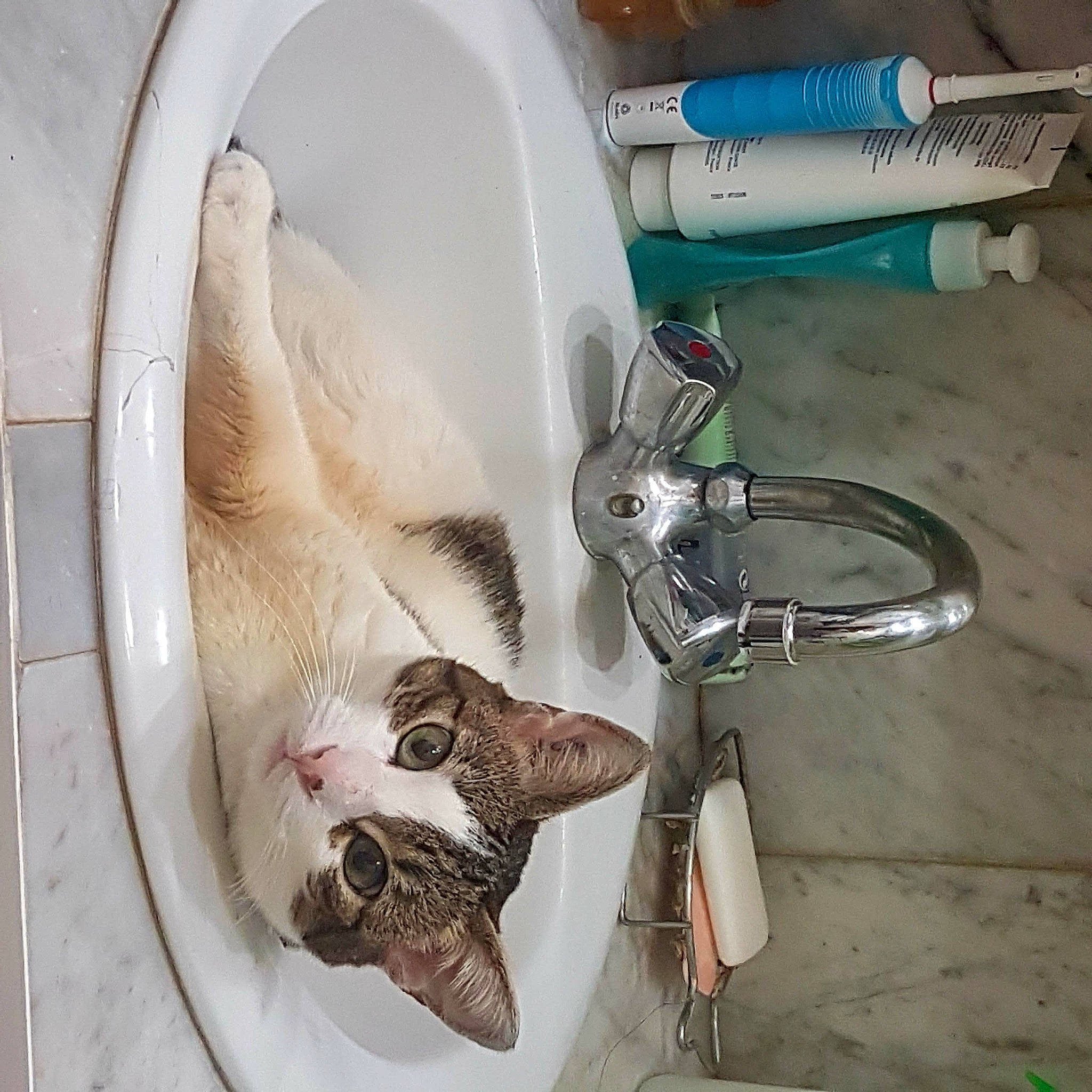 Clochette a rejoint le concours — aidez-le/la à gagner de superbes lots ! art, automotive_lighting, bicycle_fork, bicycle_handlebar, bicycle_part, bicycle_saddle, ceiling, circle, electrical_wiring, feather, fish, gas, groupset, mechanical_fan, metal, plastic, plumbing, room, scissors, wing