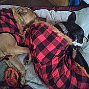 Chunky is registered to the contest to win money with this photo: animal, bed, blanket, bulldog, canine, chihuahua, couch, cushion, dog, frenchbulldog, furniture, homedecor, hound, linen, person, pet, pitbull, puppy, quilt, sleeping