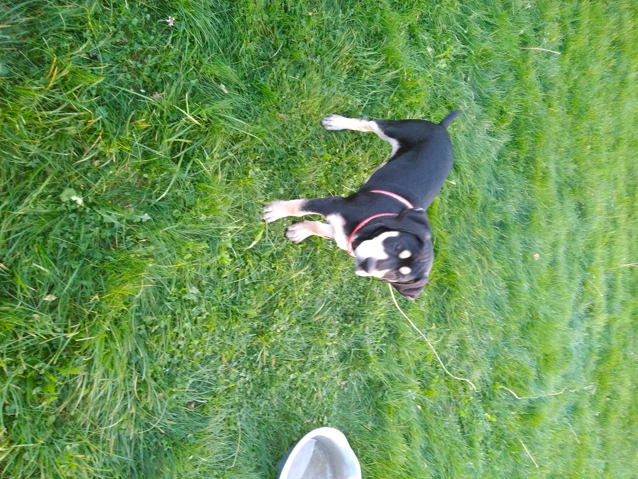 Chunky is registered to the contest to win money with this photo: carnivore, companion_dog, dog, dog_breed, fawn, foot, grass, grass_family, grassland, groundcover, lawn, leisure, mammal, meadow, pasture, people_in_nature, plant, recreation, tail, tree