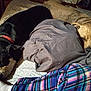 Chunky is registered to the contest to win money with this photo: animal, beagle, blanket, canine, clothing, coat, couch, cushion, dog, furniture, hat, homedecor, hound, jacket, labradorretriever, linen, person, pet, puppy, sleeping