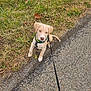 puppy, dog, leash, grass, path, outdoor, pet, animal, young, sitting, brown, curious, nature, walk, daylight, canine, cute, harness, ground, small