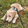 Whisper joined the competition — help win amazing prizes! puppy, dog, grass, leaves, outdoor, pet, animal, cute, harness, lying_down, nature, fall, young_dog, canine, closeup, brown, green, leash, playing, resting