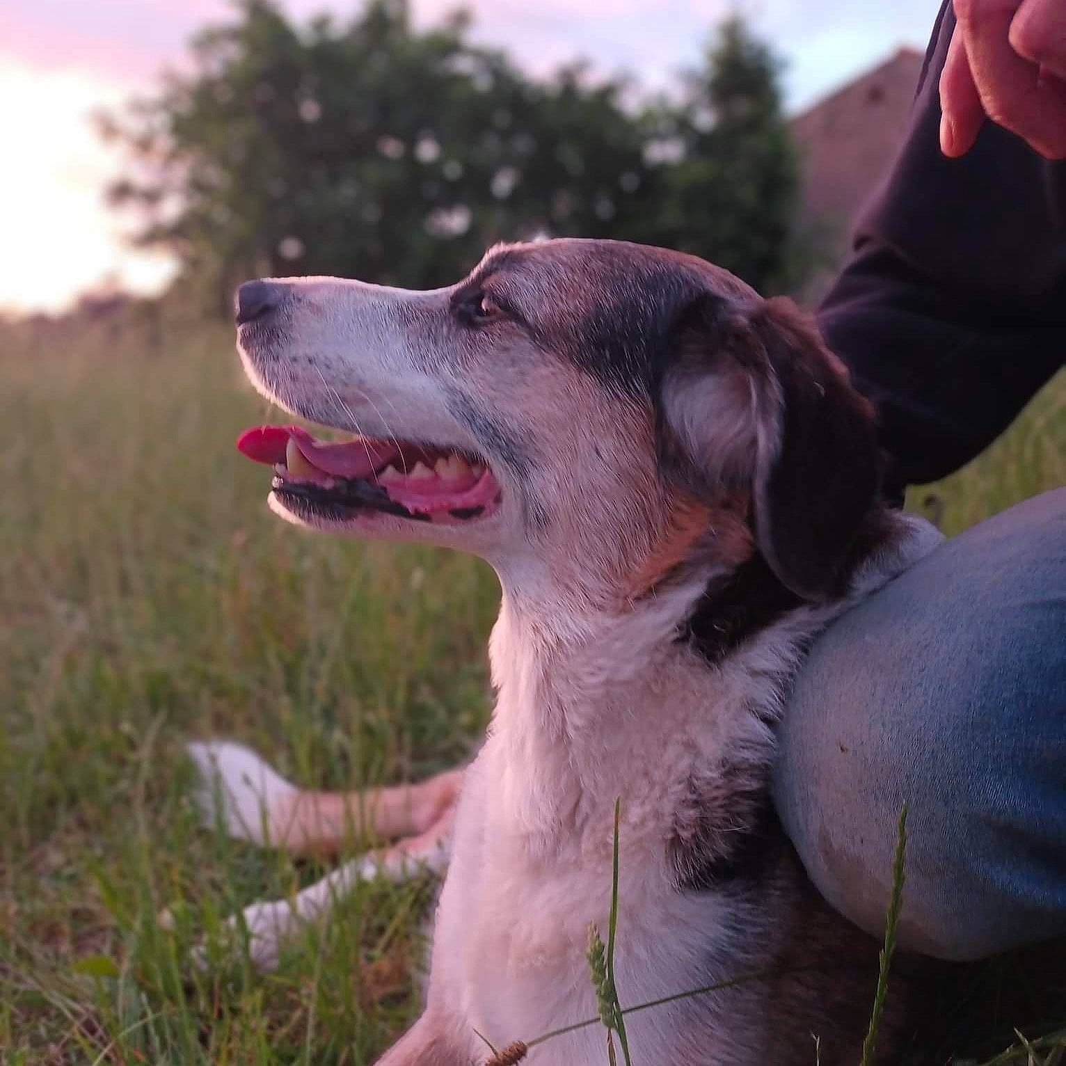 Floppy participe au concours pour gagner de l'argent avec cette photo : canidae, carnivore, collar, companion_dog, dog, dog_breed, dog_collar, fawn, gesture, grass, gun_dog, happy, liver, plant, sky, snout, sporting_group, tree, whiskers, working_animal
