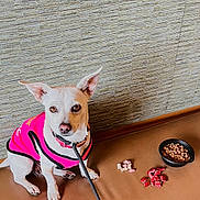 Bundles is registered to the contest to win money with this photo: animal, bench, brown_bench, companion, cute, dog, dog_food, domestic_animal, ears_up, indoor, leash, looking_up, pet, pet_accessory, pink_vest, sitting, small_dog, treats, wall, white_dog