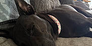 Midnight is registered to the contest to win money with this photo: animal, black_dog, canine, collar, comfort, couch, cozy, dog, domestic_animal, fur, furniture, home, indoor, living_room, nap, pet, pillows, relaxation, resting, sleeping