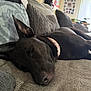 animal, black_dog, canine, collar, comfort, couch, cozy, dog, domestic_animal, fur, furniture, home, indoor, living_room, nap, pet, pillows, relaxation, resting, sleeping