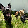 Midnight is registered to the contest to win money with this photo: animal, backyard, black_dog, canine, daytime, dog, ears, fence, four_dogs, grass, happy_dog, nature, outdoor, pets, playful, shadow, small_dogs, smiling_dog, sunlight, tongue