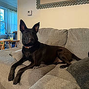 Midnight is registered to the contest to win money with this photo: black_dog, canine, collar, couch, cozy, curtains, dog, domestic, drink, ears_up, furniture, home, indoor, living_room, pet, pillow, relaxed, resting, table, window