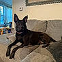 black_dog, canine, collar, couch, cozy, curtains, dog, domestic, drink, ears_up, furniture, home, indoor, living_room, pet, pillow, relaxed, resting, table, window