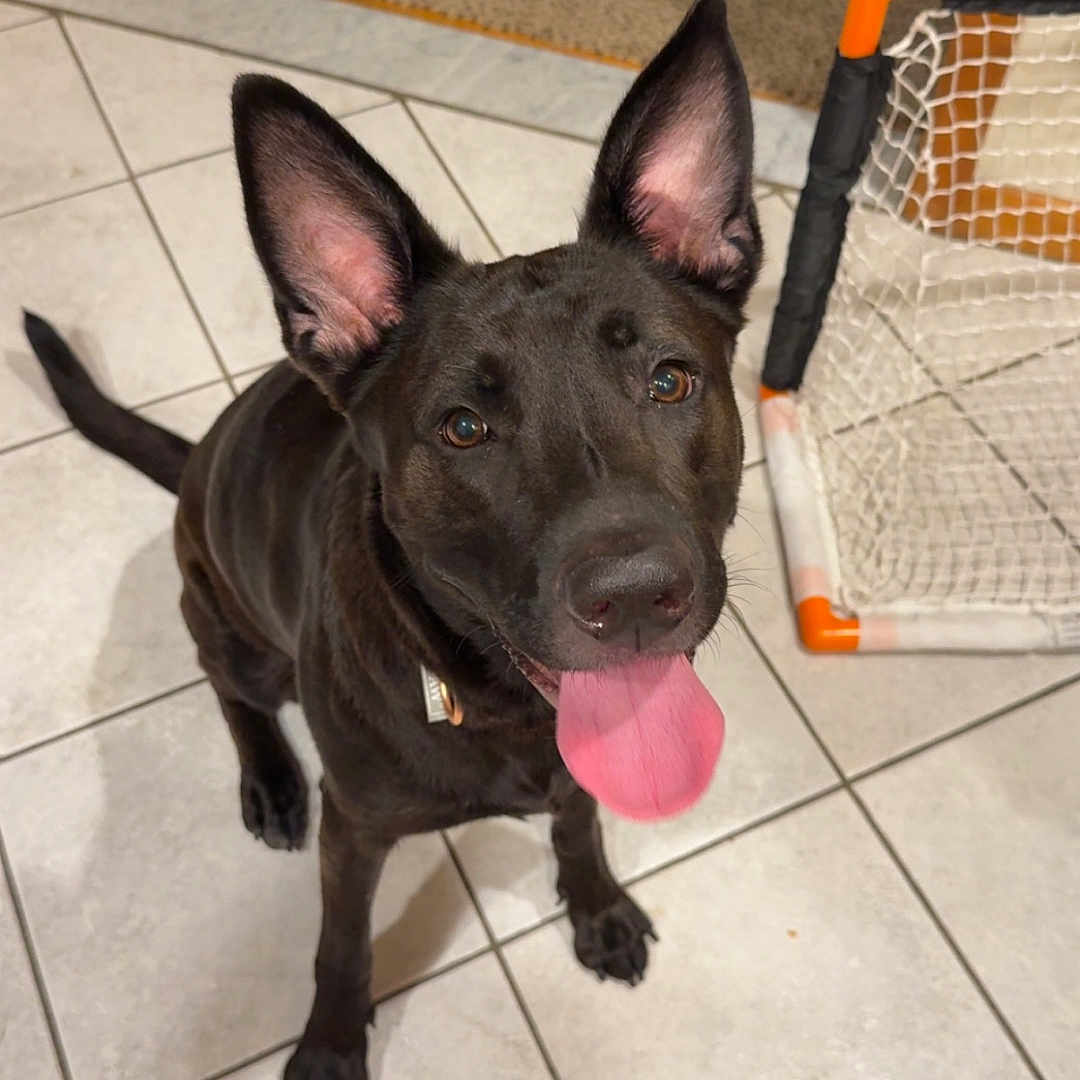 Midnight is registered to the contest to win money with this photo: alert, animal, black_dog, brown_eyes, canine, collar, dog, domestic, ears, floor, happy, indoor, looking_up, net, pet, playful, tail, tile_floor, tongue_out, toy