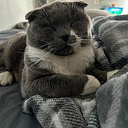 Luna joined the competition — help win amazing prizes! bedroom, blanket, calm, cat, close_up, cozy, domestic_cat, folded_ears, fur, grey_and_white, indoor, muzzle, nap, paws, pet, portrait, relaxed, sleeping, soft_texture, whiskers