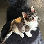 Smores is registered to the contest to win money with this photo: kitten, cat, calico, fur, green_eyes, whiskers, sitting, black_cloth, curious, pet, animal, cute, feline, indoor, closeup, portrait, young, small, adorable, soft