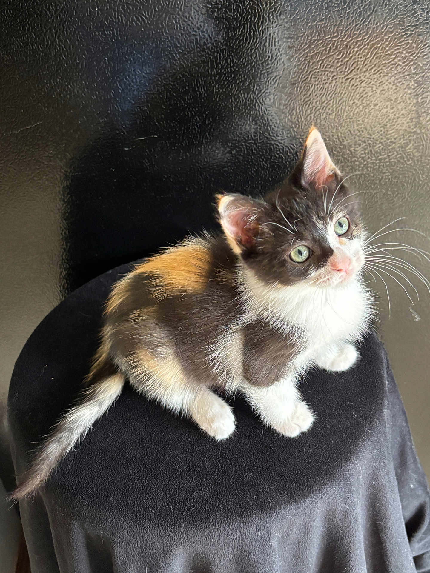 Smores is registered to the contest to win money with this photo: kitten, cat, calico, fur, green_eyes, whiskers, sitting, black_cloth, curious, pet, animal, cute, feline, indoor, closeup, portrait, young, small, adorable, soft