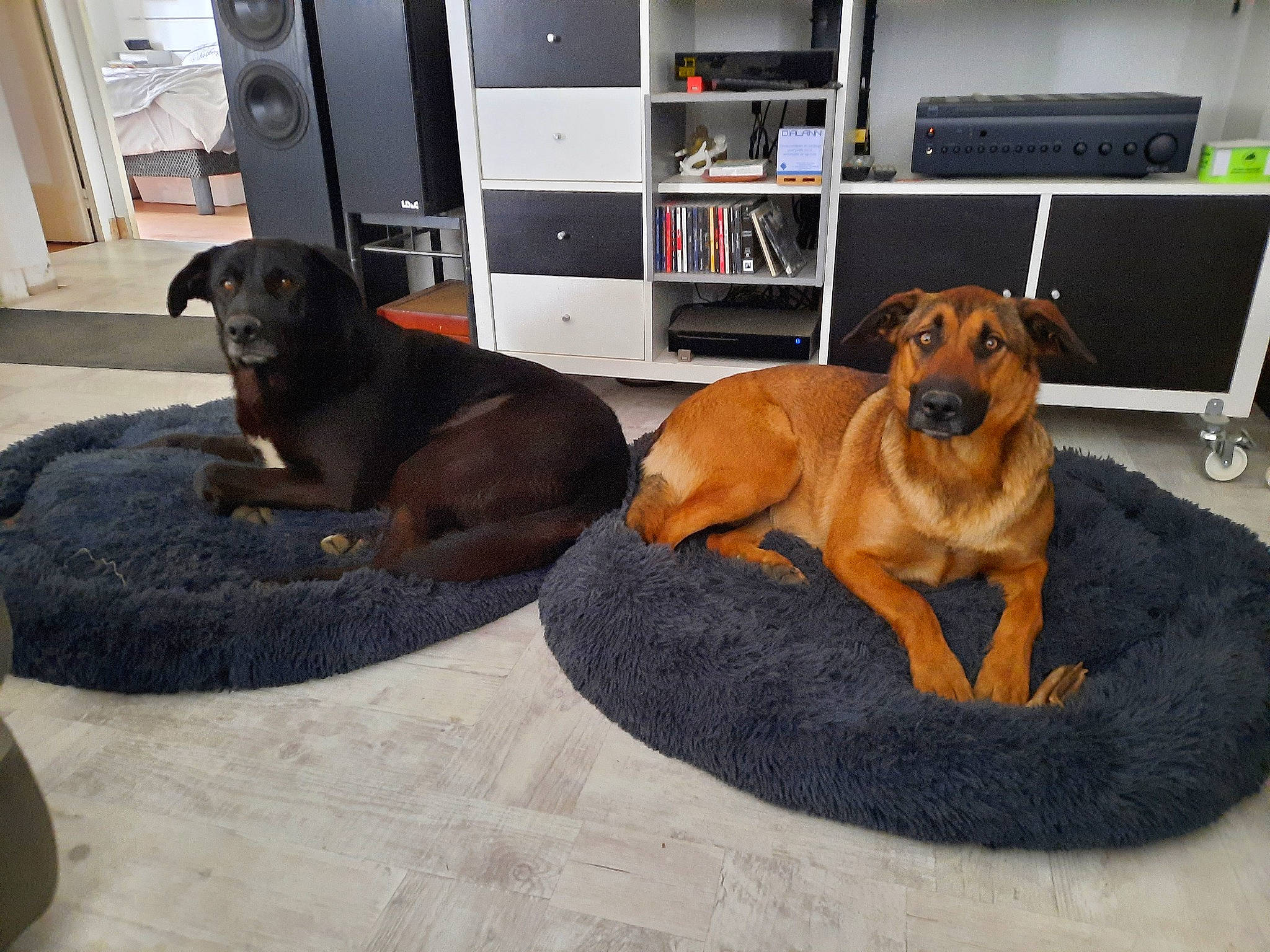 Pakita a rejoint le concours — aidez-le/la à gagner de superbes lots ! canidae, carnivore, collar, comfort, companion_dog, dog, dog_bed, dog_breed, dog_supply, door_mat, fawn, flooring, hardwood, liver, paw, pet_supply, shelf, sporting_group, tail, working_animal