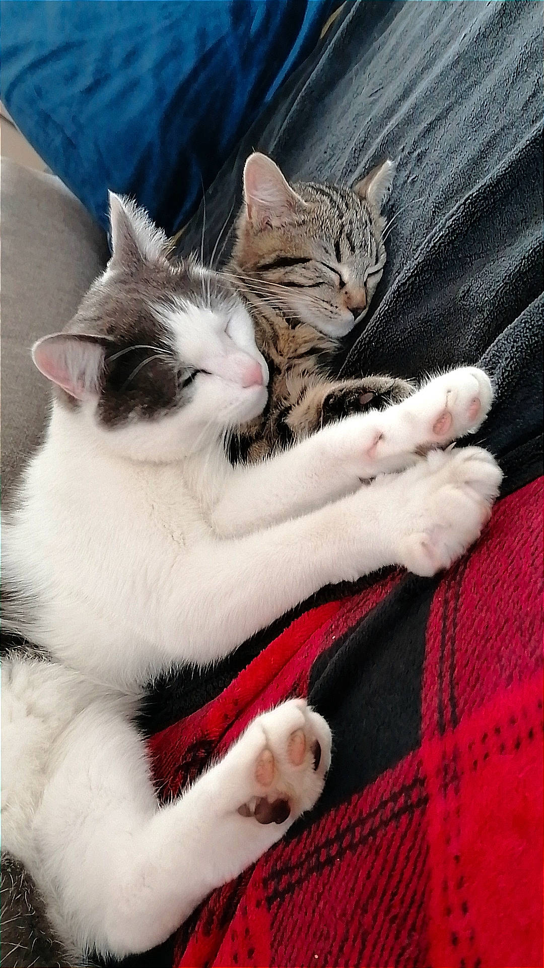 Isco participe au concours pour gagner de l'argent avec cette photo : abyssinian, animal, armchair, bed, blanket, cat, chair, couch, cushion, furniture, homedecor, indoors, kitten, linen, manx, person, pet, quilt, siamese, sleeping