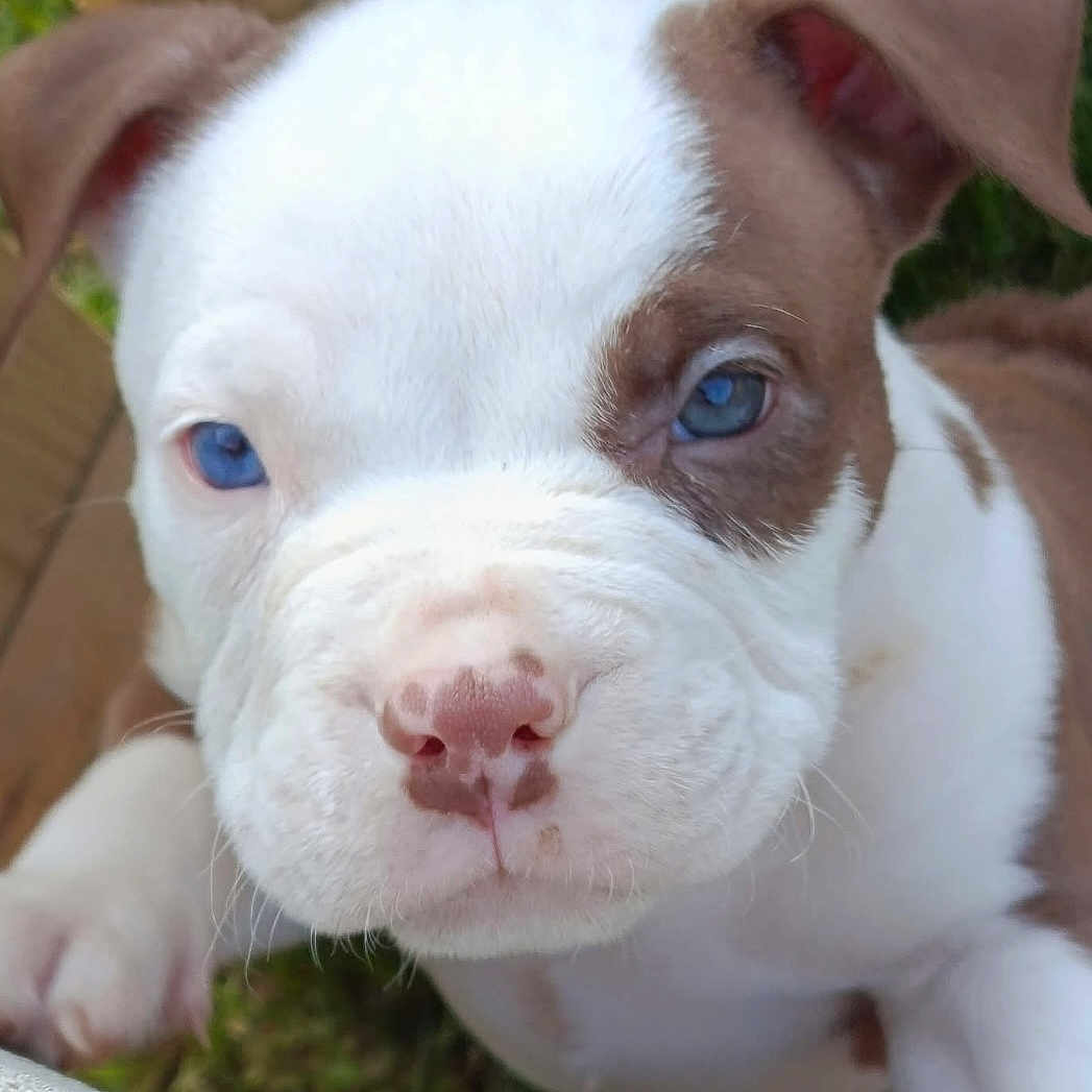 Thor a rejoint le concours — aidez-le/la à gagner de superbes lots ! puppy, dog, blue_eyes, close_up, outdoor, grass, wood, cute, pet, animal, nose, face, young, small, fur, ears, whiskers, adorable, portrait, curious