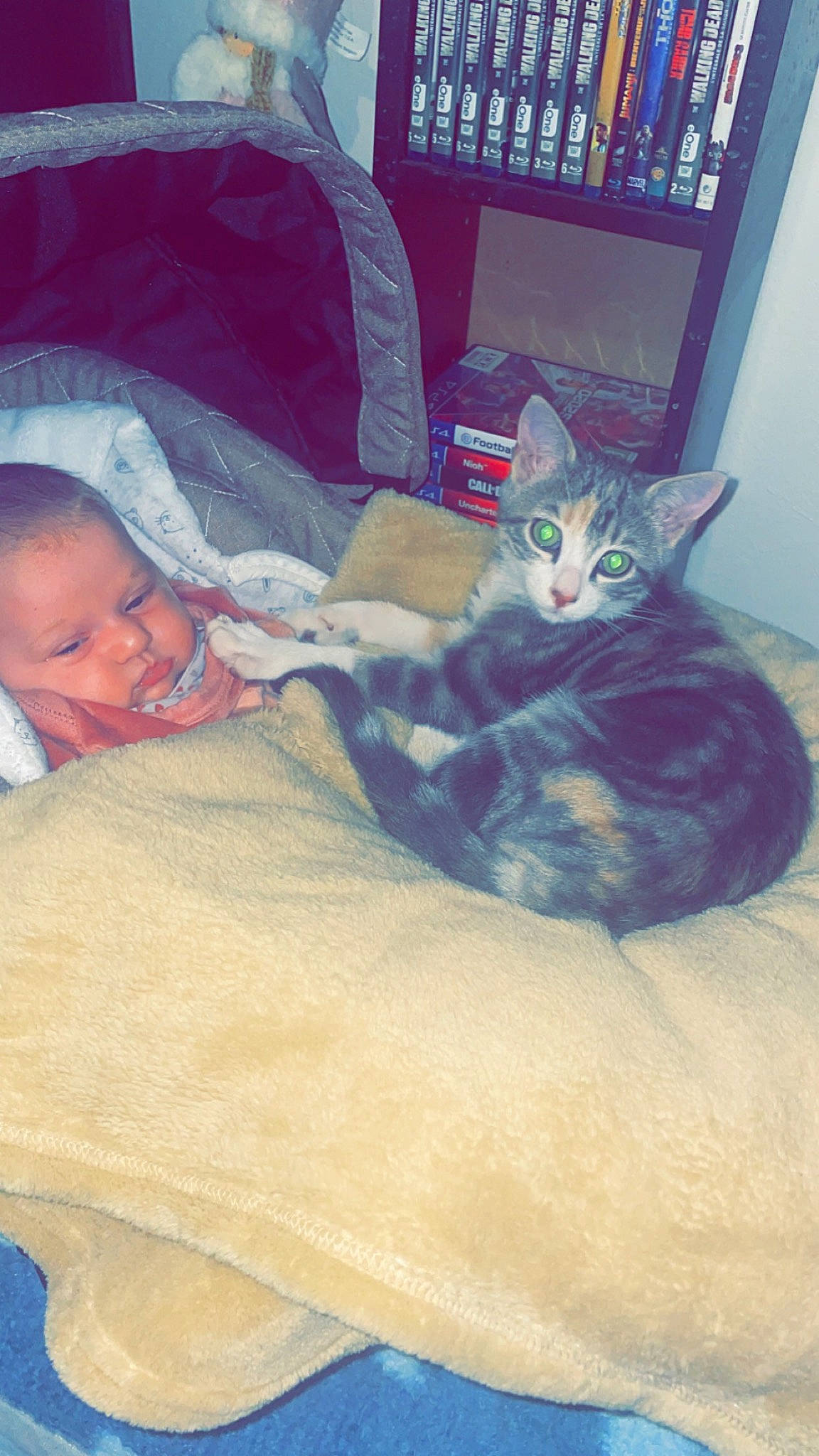Milana a rejoint le concours — aidez-le/la à gagner de superbes lots ! bed, carnivore, cat, comfort, couch, domestic_short_haired_cat, felidae, fur, grey, lap, linens, mammal, nap, person, room, sitting, small_to_medium_sized_cats, tail, toddler, vertebrate