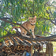 Lara a rejoint le concours — aidez-le/la à gagner de superbes lots ! cat, orange_tabby, tree, branch, leaves, sunlight, woodpile, rustic, outdoor, nature, collar, pet, animal, feline, curious, perched, daylight, wood, basket, shelter