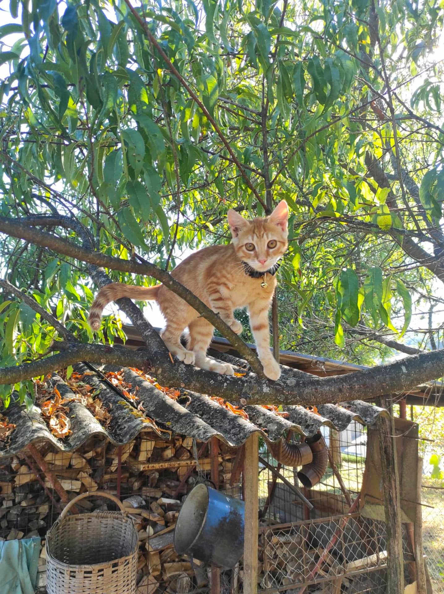 Lara a rejoint le concours — aidez-le/la à gagner de superbes lots ! cat, orange_tabby, tree, branch, leaves, sunlight, woodpile, rustic, outdoor, nature, collar, pet, animal, feline, curious, perched, daylight, wood, basket, shelter