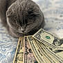 Munchkin is registered to the contest to win money with this photo: cat, gray_cat, money, dollar_bills, currency, bedspread, indoor, pet, animal, currency_notes, soft_fur, folded_ears, curious, close_up, domestic_cat, feline, resting, coins_absent, background_blur, cash