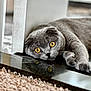 Munchkin is registered to the contest to win money with this photo: cat, scottish_fold, gray_cat, amber_eyes, reflection, indoor, floor, carpet, relaxed, curious, pet, animal, feline, closeup, whiskers, paw, laying_down, soft_fur, cozy, domestic