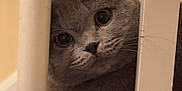 Munchkin is registered to the contest to win money with this photo: cat, gray_cat, curious, peeking, wooden_spindles, indoor, pets, feline, closeup, whiskers, floor, wood_floor, animal_face, cute, domestic_cat, soft_fur, face, eyes, nose, playful