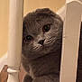 cat, gray_cat, curious, peeking, wooden_spindles, indoor, pets, feline, closeup, whiskers, floor, wood_floor, animal_face, cute, domestic_cat, soft_fur, face, eyes, nose, playful