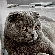 Munchkin joined the competition — help win amazing prizes! cat, scottish_fold, gray_fur, folded_ears, close_up, pet, indoor, animal, feline, whiskers, curious, relaxed, amber_eyes, fur, mammal, cute, domestic_animal, portrait, resting, soft_texture