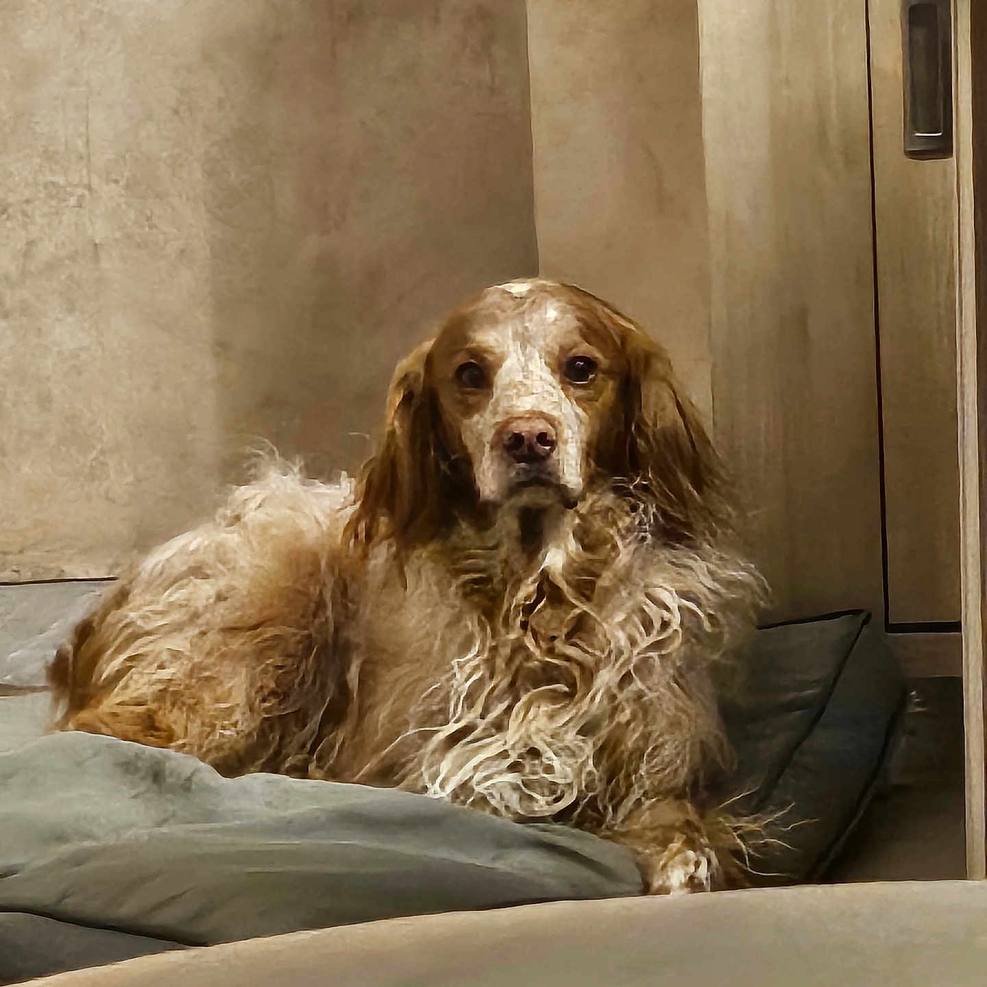 Harry participe au concours pour gagner de l'argent avec cette photo : brown_dog, canine, cozy, cushion, dog, dog_bed, ears, eyes, fluffy, furniture, home_interior, indoor, long_hair, muzzle, pet, portrait, relaxed, staring, textured_wall, wooden_cabinet
