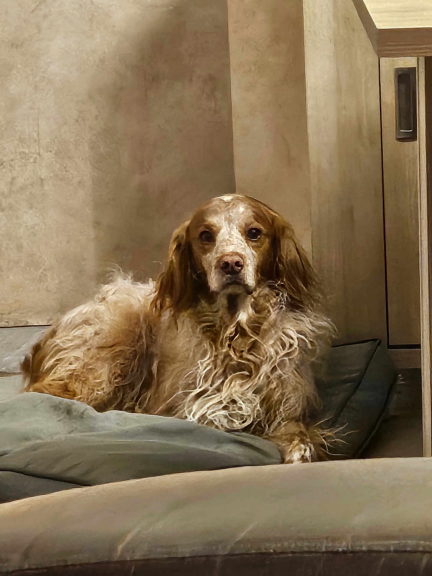 Harry participe au concours pour gagner de l'argent avec cette photo : dog, long_hair, brown_dog, pet, indoor, cushion, dog_bed, cozy, relaxed, staring, fluffy, ears, muzzle, eyes, canine, portrait, home_interior, furniture, wooden_cabinet, textured_wall