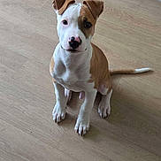 Paco a rejoint le concours — aidez-le/la à gagner de superbes lots ! puppy, dog, brown, white, floor, wooden_floor, kitchen, cabinet, tile, pet, animal, sitting, cute, indoor, looking_up, young_dog, domestic, companion, canine, fur