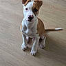 puppy, dog, brown, white, floor, wooden_floor, kitchen, cabinet, tile, pet, animal, sitting, cute, indoor, looking_up, young_dog, domestic, companion, canine, fur