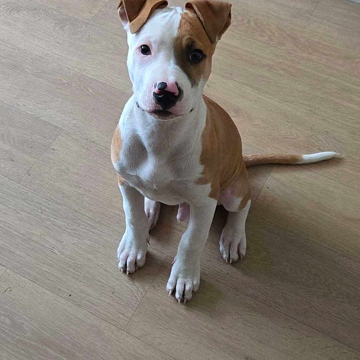 Paco a rejoint le concours — aidez-le/la à gagner de superbes lots ! puppy, dog, brown, white, floor, wooden_floor, kitchen, cabinet, tile, pet, animal, sitting, cute, indoor, looking_up, young_dog, domestic, companion, canine, fur