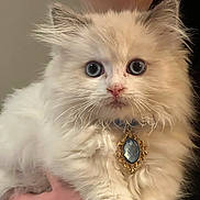 Pooka is registered to the contest to win money with this photo: adorable, animal, blue_eyes, cat, close_up, collar, cute, domestic_cat, feline, fluffy, fur, hand, jewelry, kitten, pendant, pet, portrait, whiskers, white_fur, young