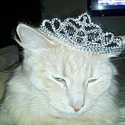 Cupcake is registered to the contest to win money with this photo: