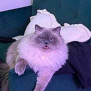 Kiko joined the competition — help win amazing prizes! animal, cat, couch, cozy, cute, domestic_animal, face, fluffy, furniture, home, indoor, long_hair, paw, pet, pillow, purple_light, relaxed, sitting, tail, whiskers