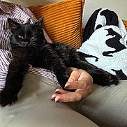 Soul joined the competition — help win amazing prizes! black_cat, blanket, cat, couch, cow_print, cozy, cushion, feline, fur, human_hand, indoor, lap, living_room, nails, paw, pet, portrait, relaxed, striped_shirt, whiskers