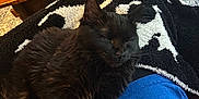 Soul joined the competition — help win amazing prizes! black_cat, blanket, blue_shirt, cat, coffee_table, cozy, fur, glasses, home, iced_coffee, indoor, lap, living_room, mug, paws, pet, relaxed, remote_control, rug, sleeping