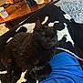 black_cat, blanket, blue_shirt, cat, coffee_table, cozy, fur, glasses, home, iced_coffee, indoor, lap, living_room, mug, paws, pet, relaxed, remote_control, rug, sleeping